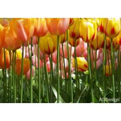 Fototapeta tulipány 360 x 254 cm AG Design FTS 0045