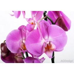 Fototapeta fialová orchidej 360 x 254 cm AG Design FTS 0049
