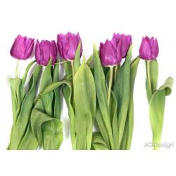 Fototapeta fialové tulipány 360 x 254 cm AG Design FTS 0065