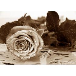 Fototapeta černobílá růže 360 x 254 cm AG Design FTS 0086