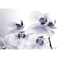 Fototapeta orchideje 360x254cm FTS1306