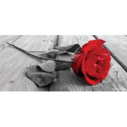 Fototapeta vliesová červená růže 202x90cm