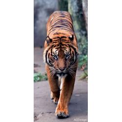 Fototapeta vliesová tygr 90x202cm