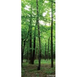 Fototapeta vliesová zelený les 90x202cm