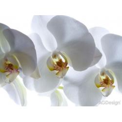 Fototapeta vliesová bílá orchidej 330 x 255 cm AG Design FTN XXL 0466