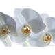 Plakát bíla orchidej 180 x 127 cm AG Design FTSs 0832